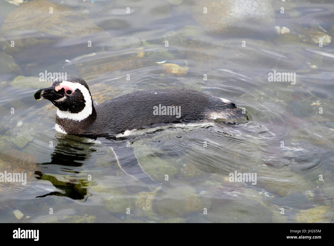 Swimming Magellanic penguin (Spheniscus magellanicus), Patagonia, Chile, South America Stock Photo