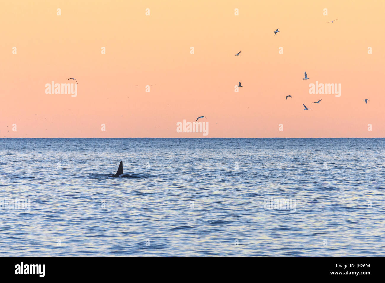 A killer whale in the cold sea framed by seagulls flying in pink sky at dawn, Tungeneset, Senja, Troms, Norway, Scandinavia Stock Photo