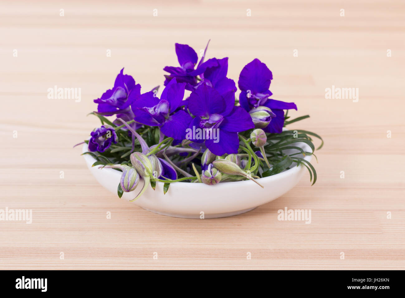 Bowl of blooming blue aconite Stock Photo