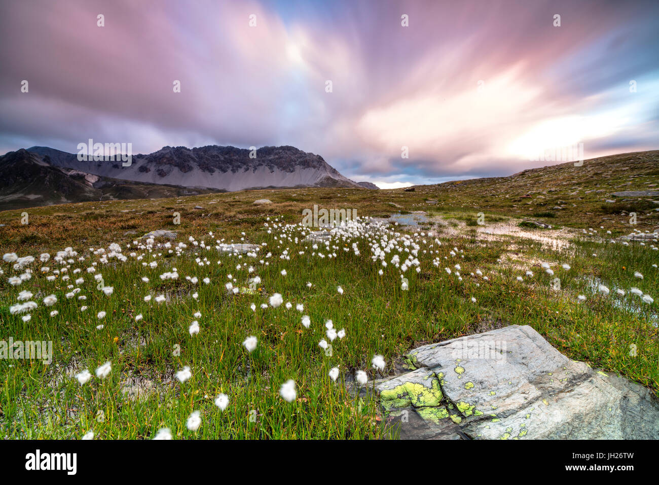 Pink sky frames cotton grass at dawn, Laghetto Alto Scorluzzo, Bormio, Braulio Valley, Valtellina, Lombardy, Italy, Europe Stock Photo