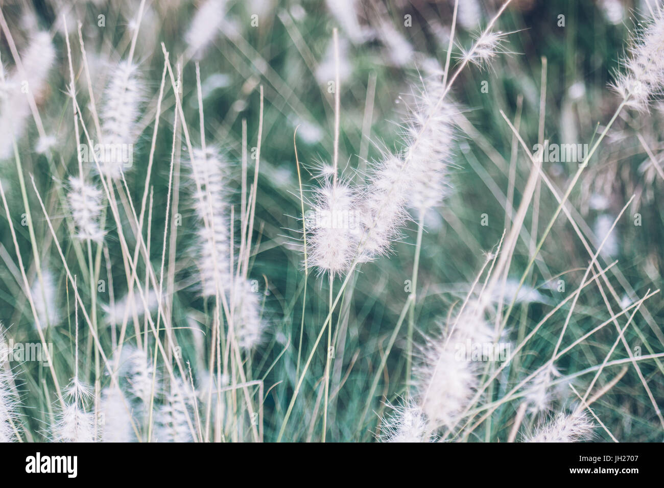Fountain grass or pennisetum setaceum closeup in a cold blue color Stock Photo