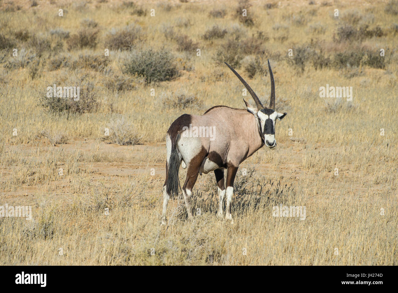 Oryx, Kalahari Transfrontier Park, South Africa, Africa Stock Photo