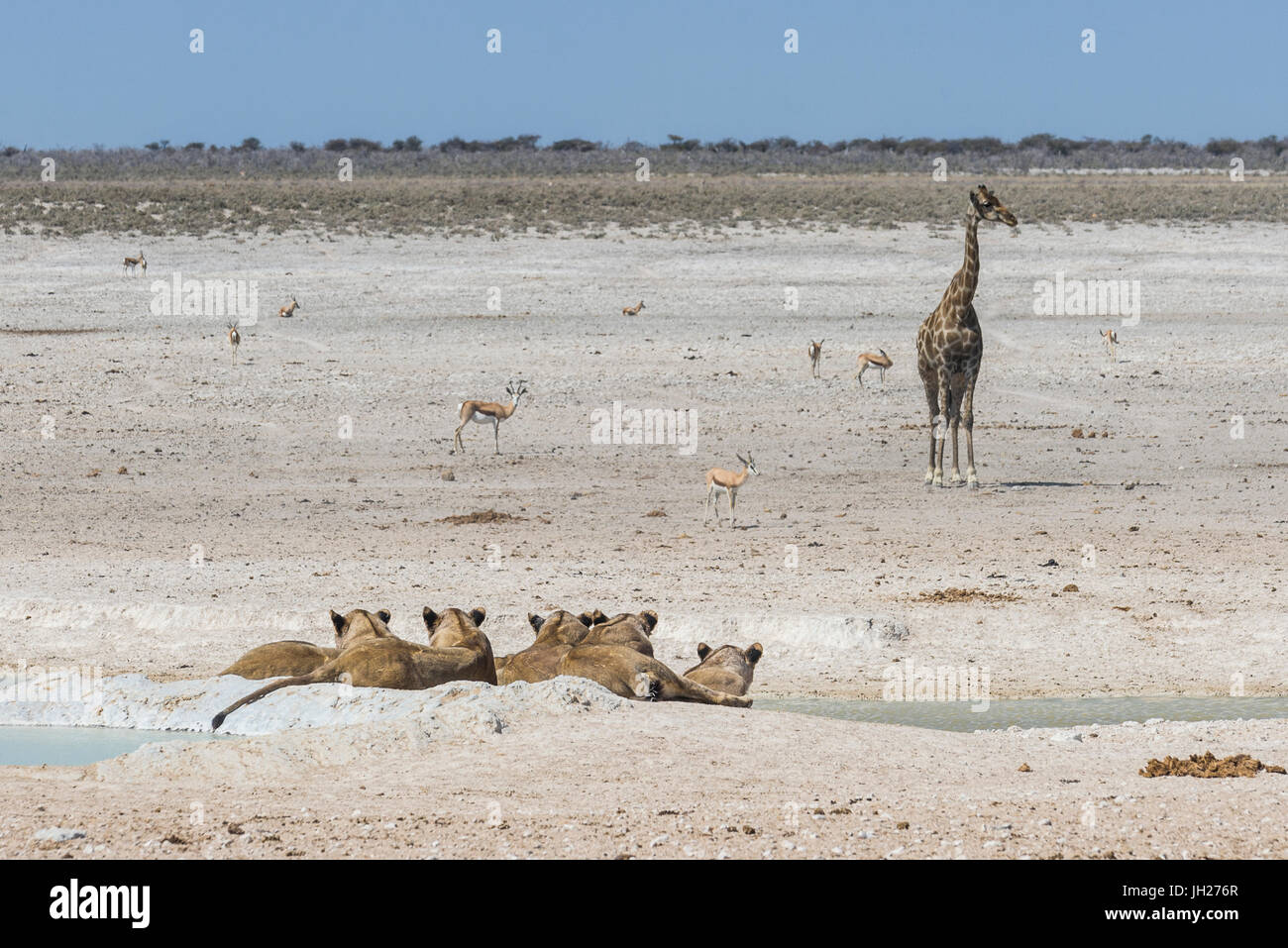 Lions (Panthera leo) at a waterhole in the Etosha National Park, Namibia, Africa Stock Photo