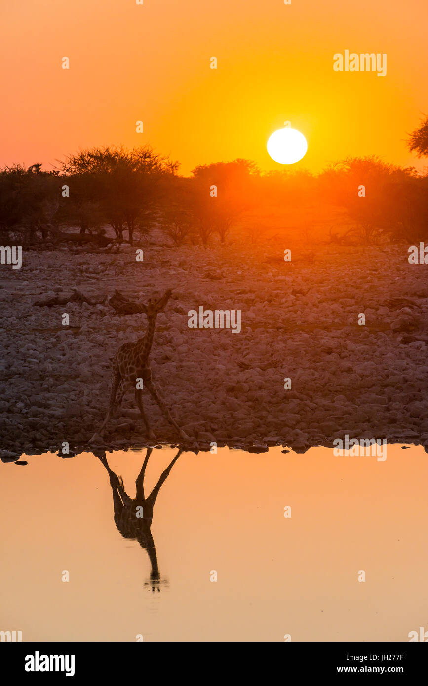 Giraffe reflected in the water of a waterhole, Okaukuejo Rest Camp, Etosha National Park, Namibia, Africa Stock Photo