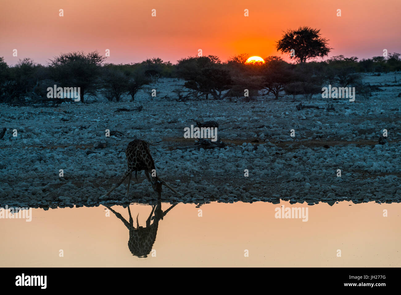 Giraffe reflected in the water of a waterhole, Okaukuejo Rest Camp, Etosha National Park, Namibia, Africa Stock Photo
