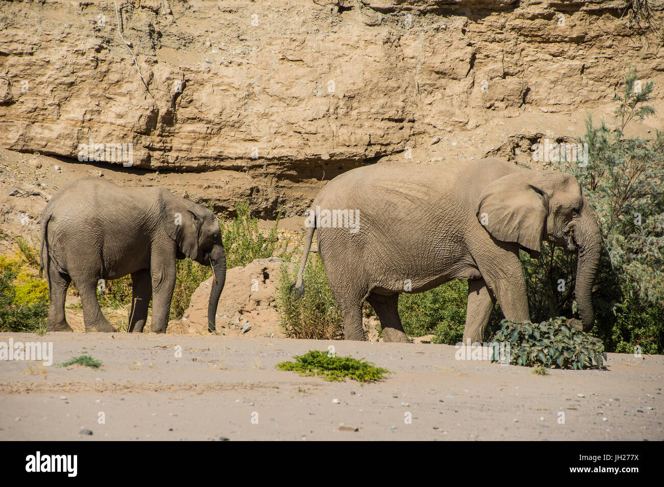 Desert elephant (African bush elephants) (Loxodonta africana), Khurab Reserve, northern Namibia, Africa Stock Photo