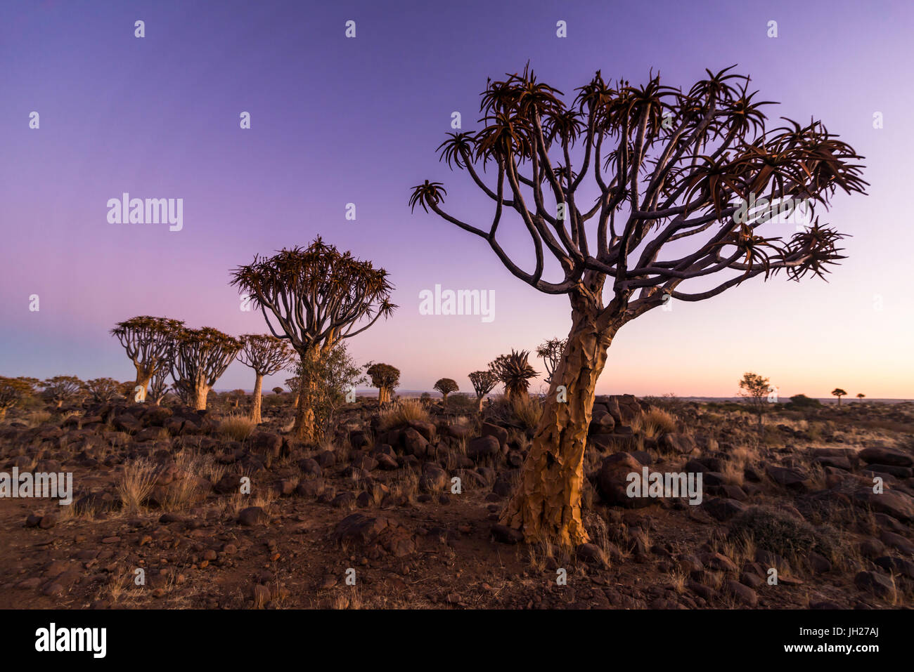 Quiver tree forest (Aloe dichotoma) at sunset, Gariganus farm, Keetmanshoop, Namibia, Africa Stock Photo