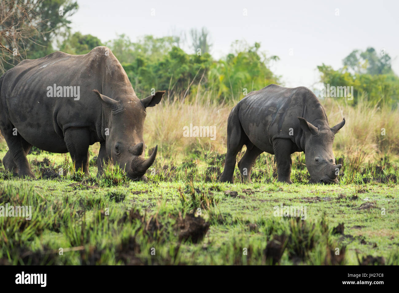 White Rhinoceros (Ceratotherium simum), Uganda, Africa Stock Photo