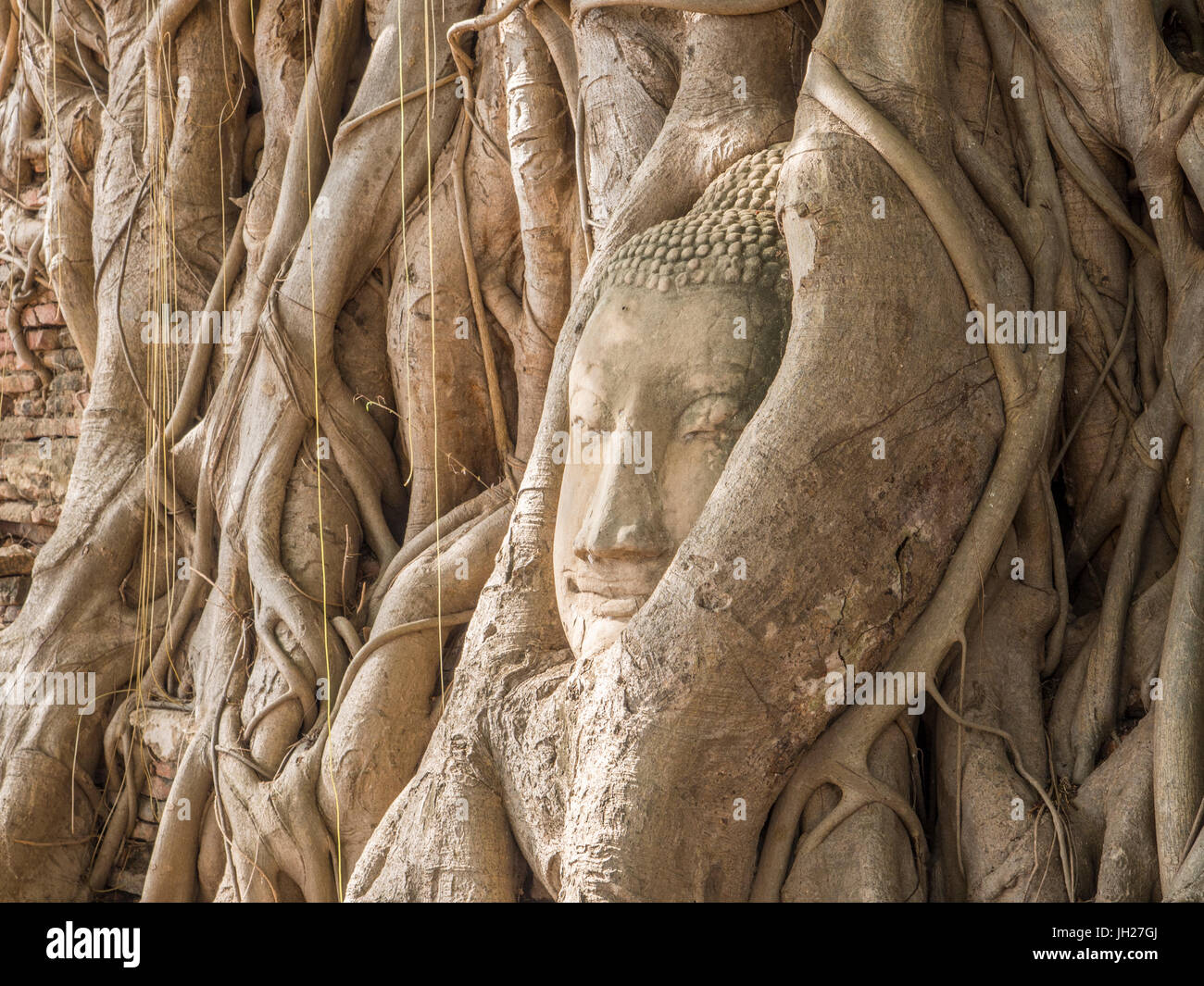 Buddha head in a tree, Ayutthaya, UNESCO World Heritage Site, Thailand, Southeast Asia, Asia Stock Photo