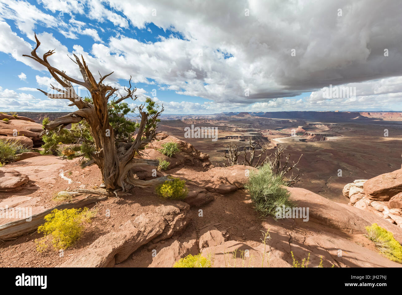 Desert landscape, Canyonlands National Park, Moab, Utah, United States of America, North America Stock Photo