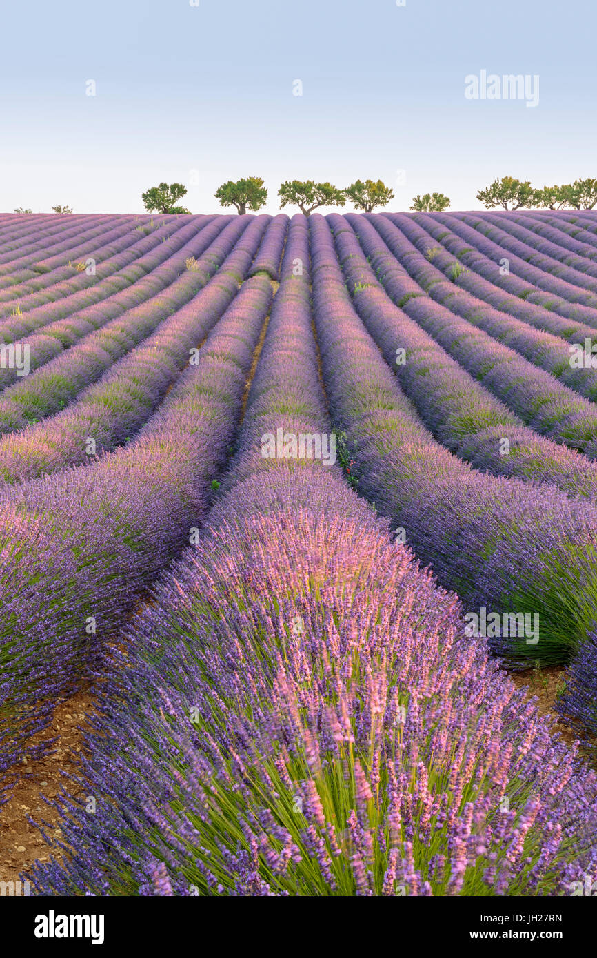 Lavender rows, Plateau de Valensole, Alpes-de-Haute-Provence, Provence-Alpes-Cote d'Azur, France, Europe Stock Photo