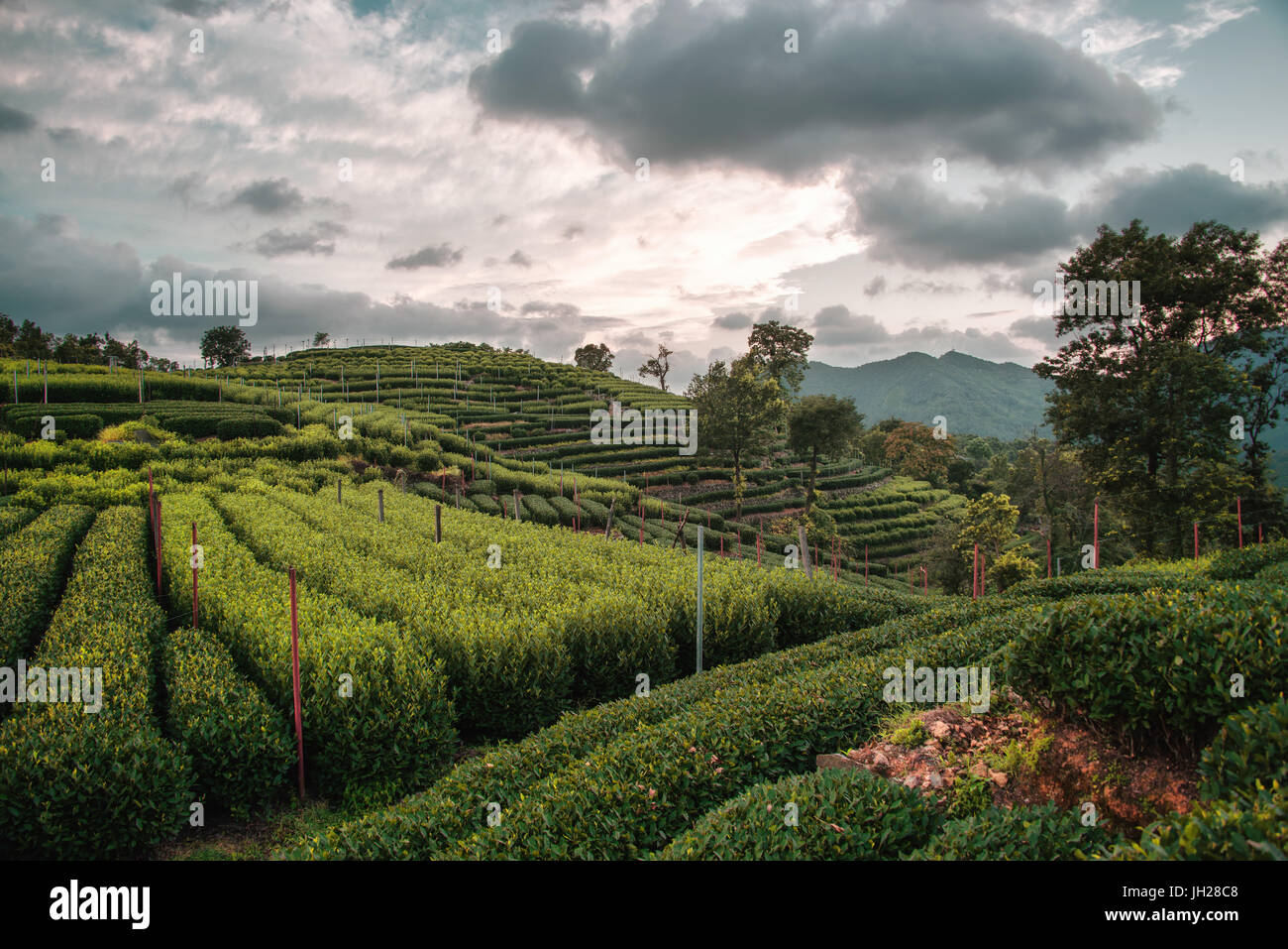 Longjing Tea fields in the hills near West Lake, Hangzhou, Zhejiang