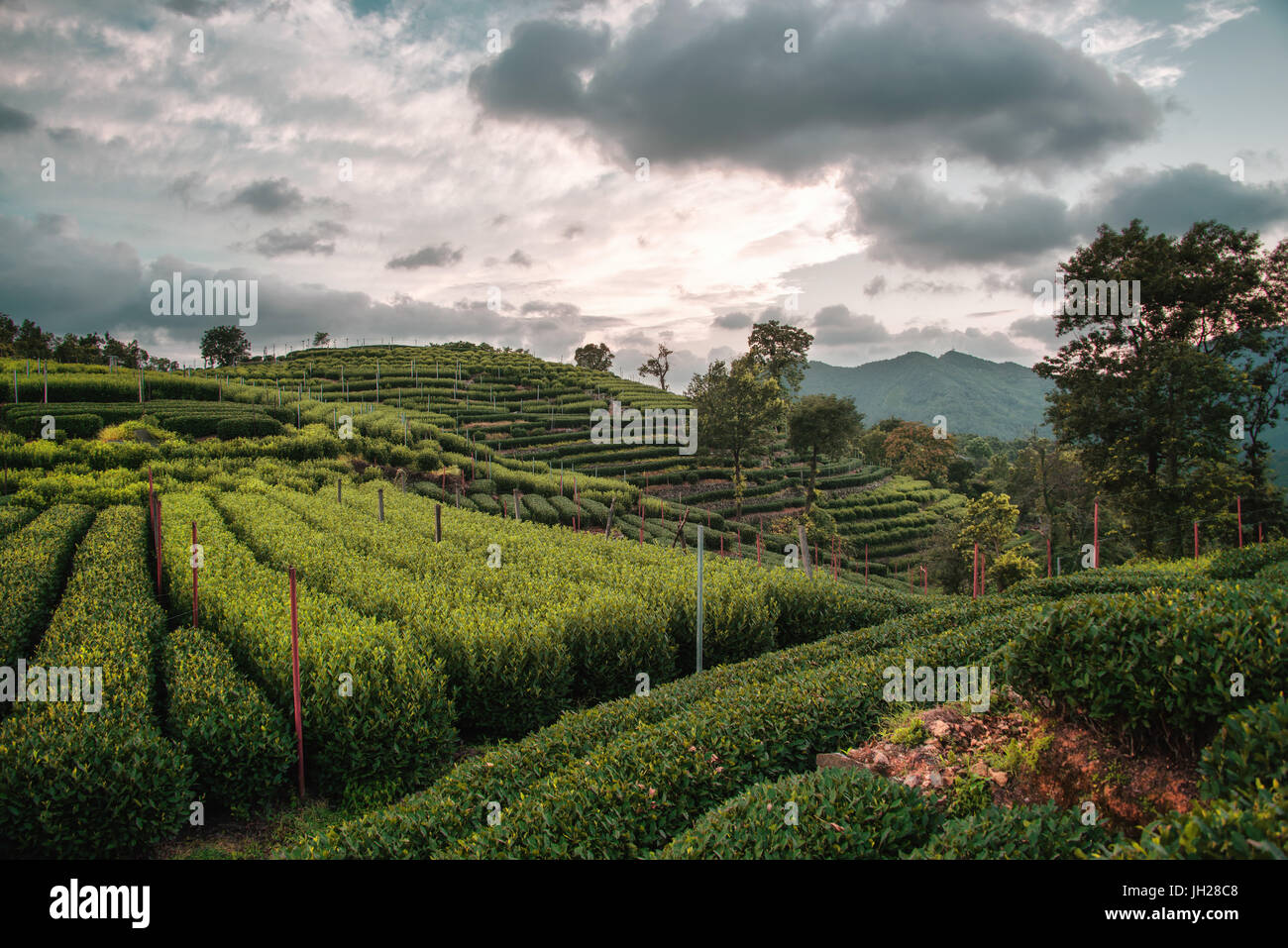 Longjing Tea fields in the hills near West Lake, Hangzhou, Zhejiang, China, Asia Stock Photo