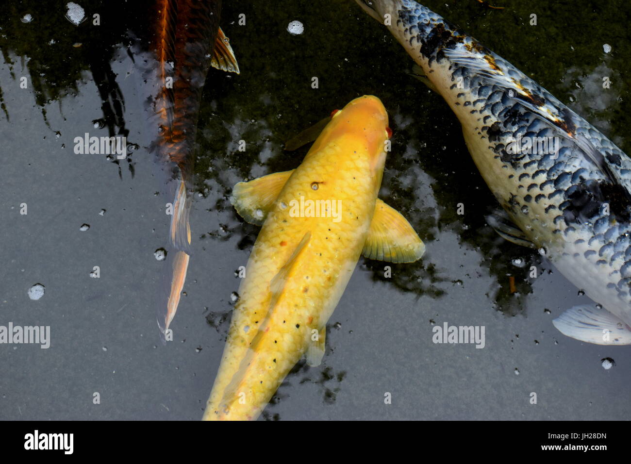 Chinese Fishes Stock Photo