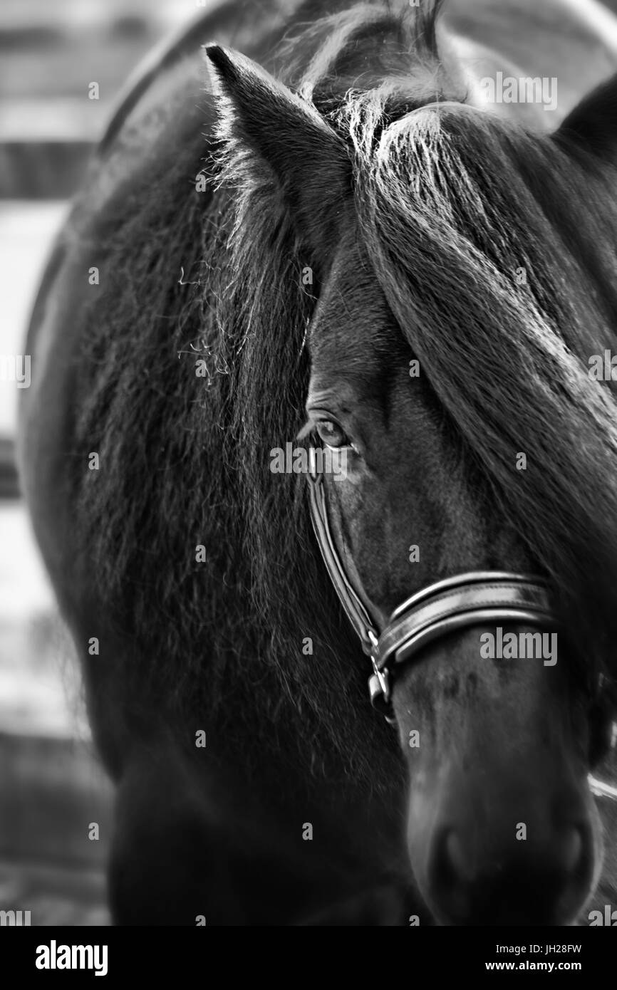 An isolated shot of a horse in black and white Stock Photo