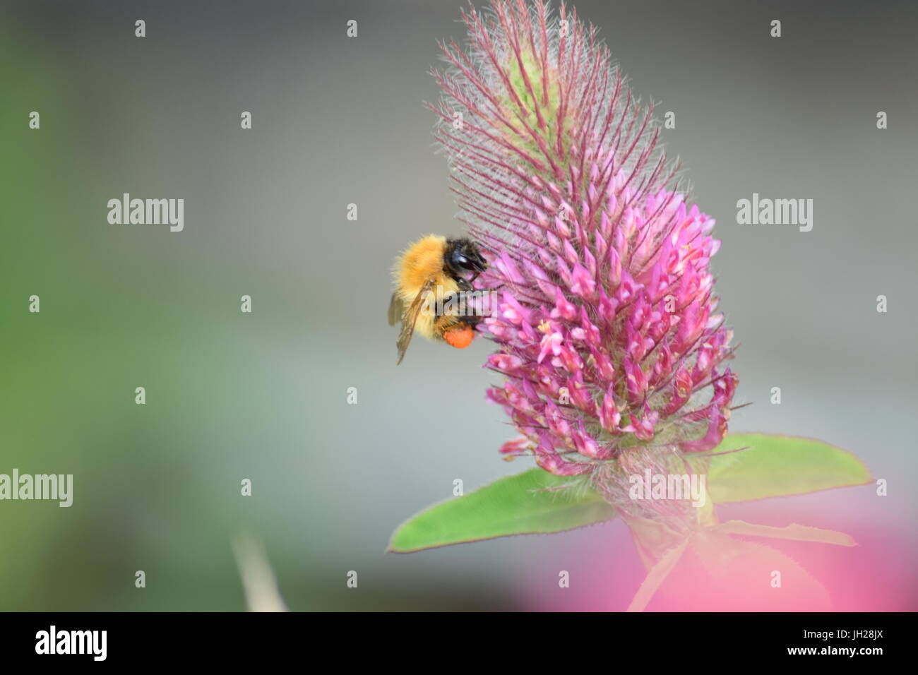 Bee visiting Agastache Stock Photo Alamy