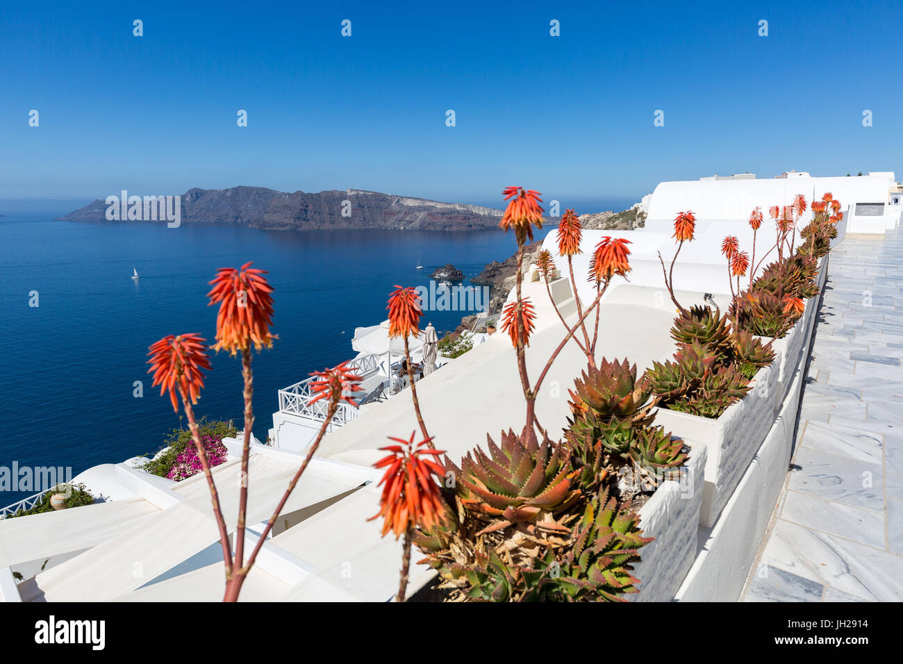 Red hot poker flowering plants line the street in Oia, Santorini, Cyclades, Greek Islands, Greece Stock Photo