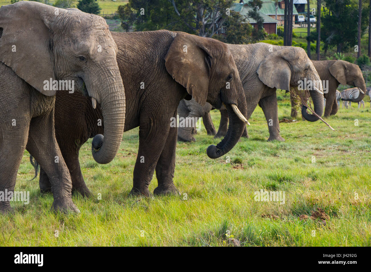 Line-up of four elephants, Kynsna Elephant Park, Knysna, Western Cape, South Africa, Africa Stock Photo