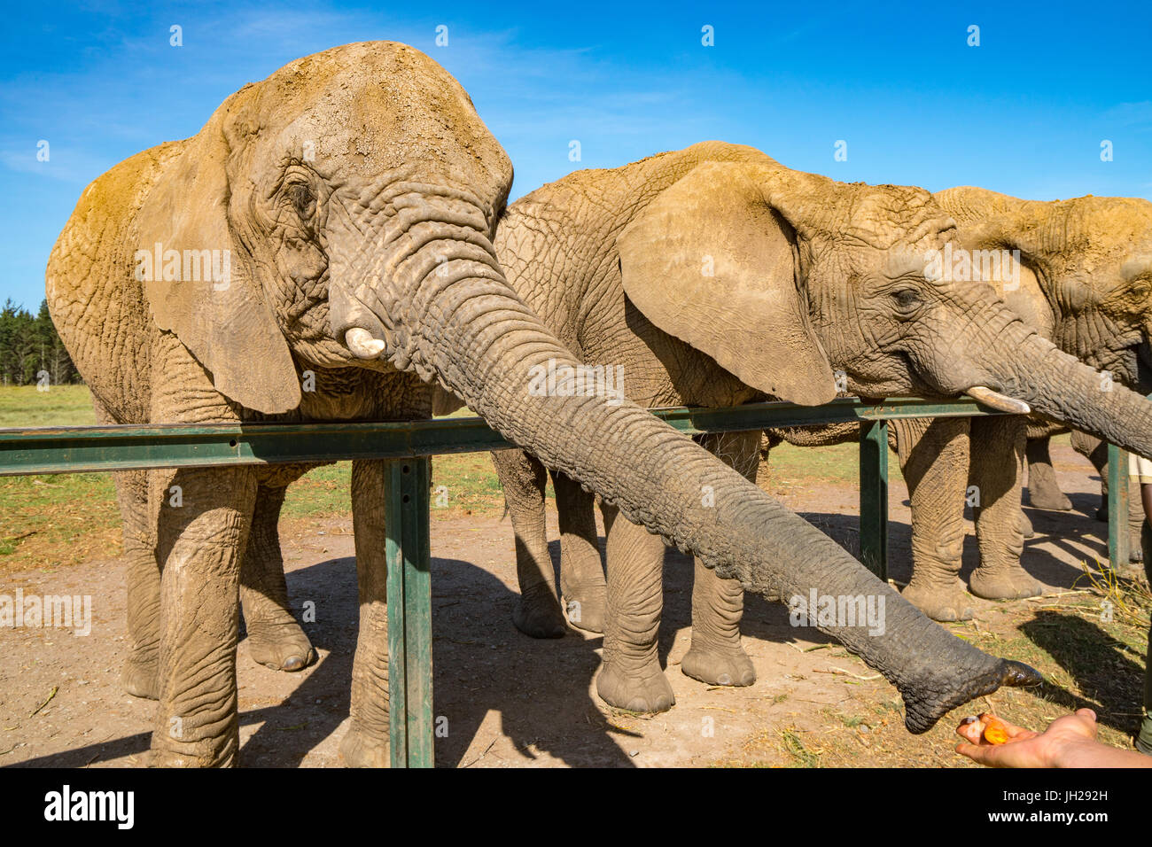 Elephants feeding at Kynsna Elephant Park, Knysna, Western Cape, South Africa, Africa Stock Photo