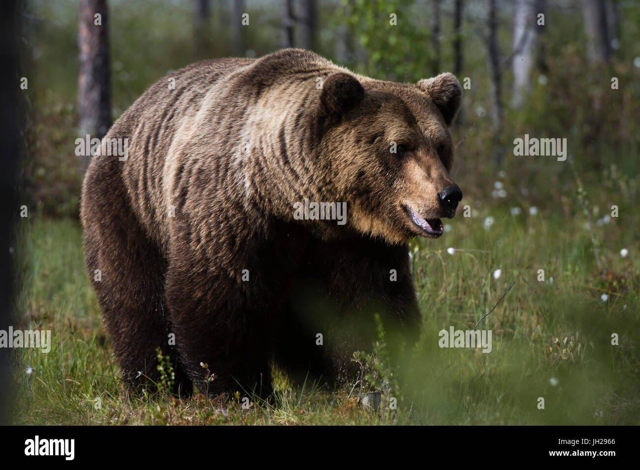 Portrait of a European brown bear (Ursus arctos), Kuhmo, Finland, Europe Stock Photo