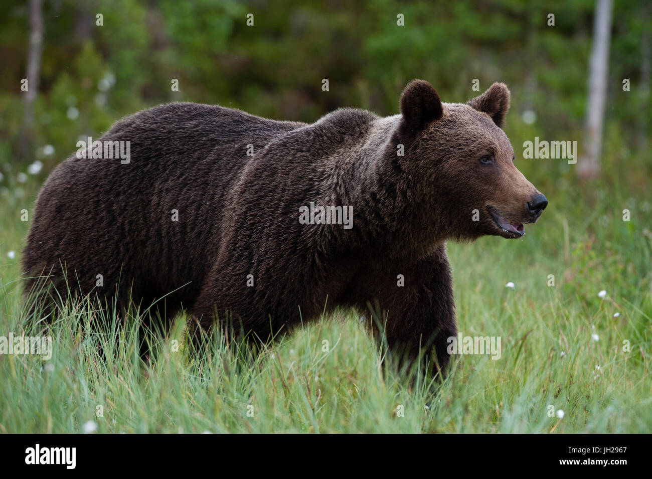 Portrait of a European brown bear (Ursus arctos), Kuhmo, Finland, Europe Stock Photo