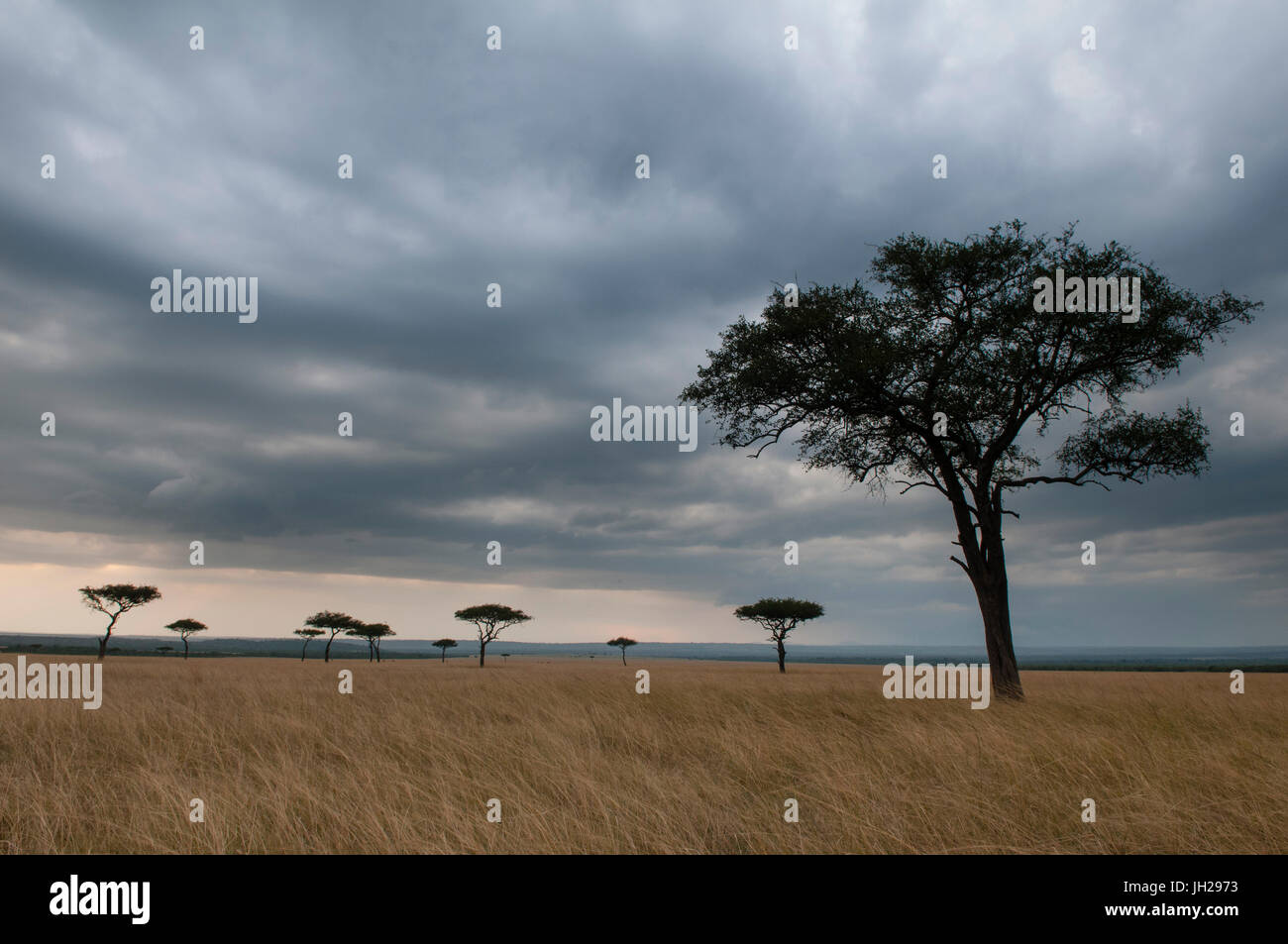Acacia trees, Masai Mara National Reserve, Kenya, East Africa, Africa Stock Photo
