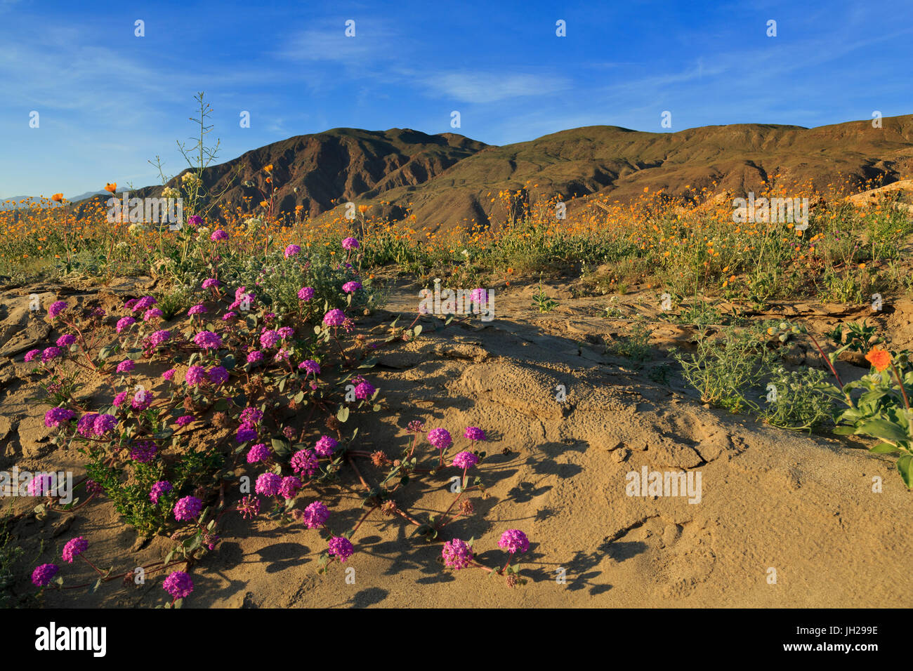 AnzaBorrego Desert State Park, Borrego Springs, California, United