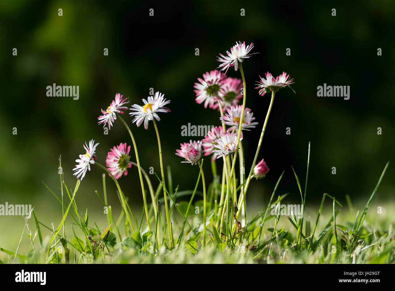 Pink-tingled daisies on a lawn Stock Photo
