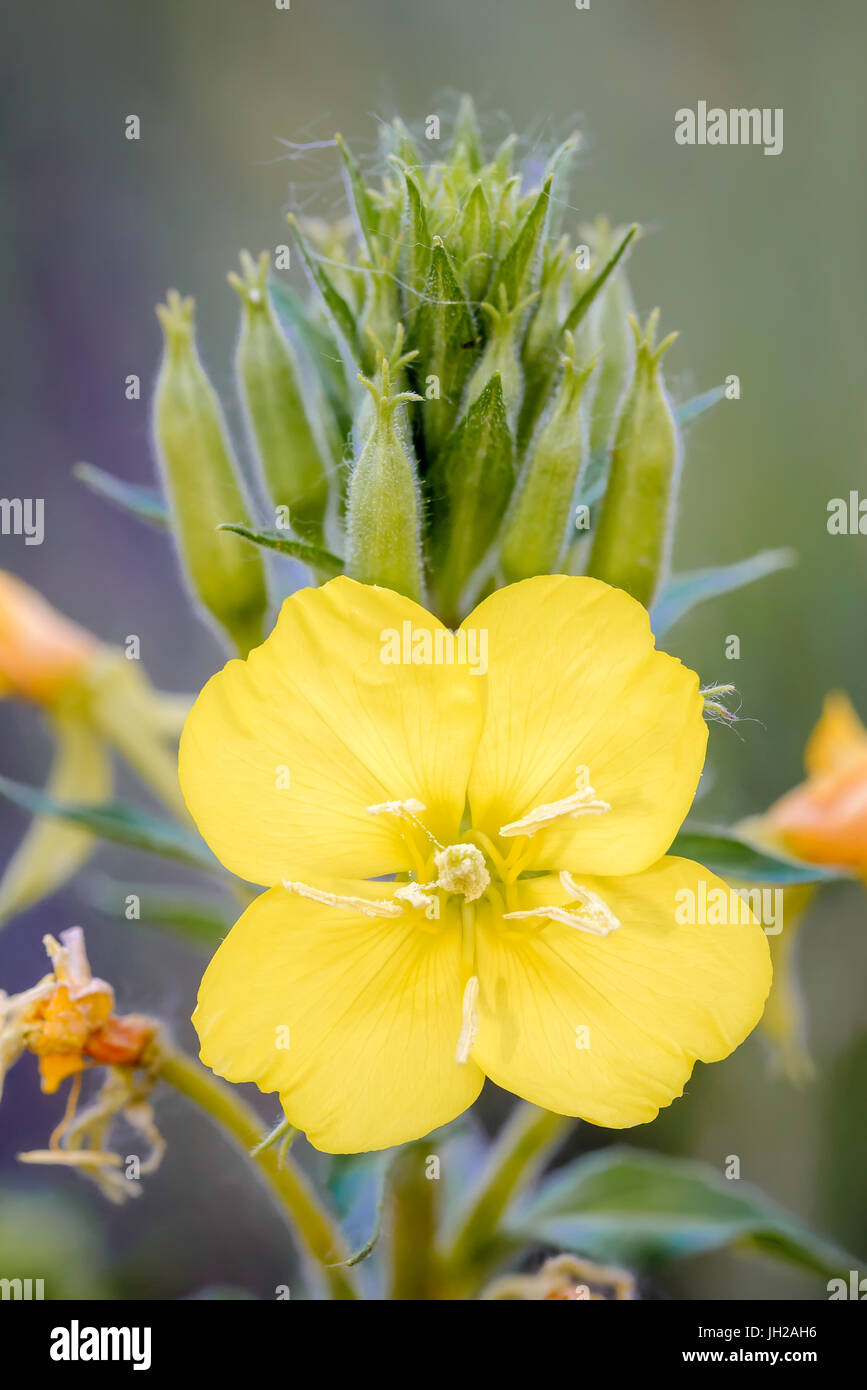 Open yellow Oenothera Biennis flower, also known as common evening-primrose, evening primerose, evening star and sun drop. The flowers open at evening Stock Photo