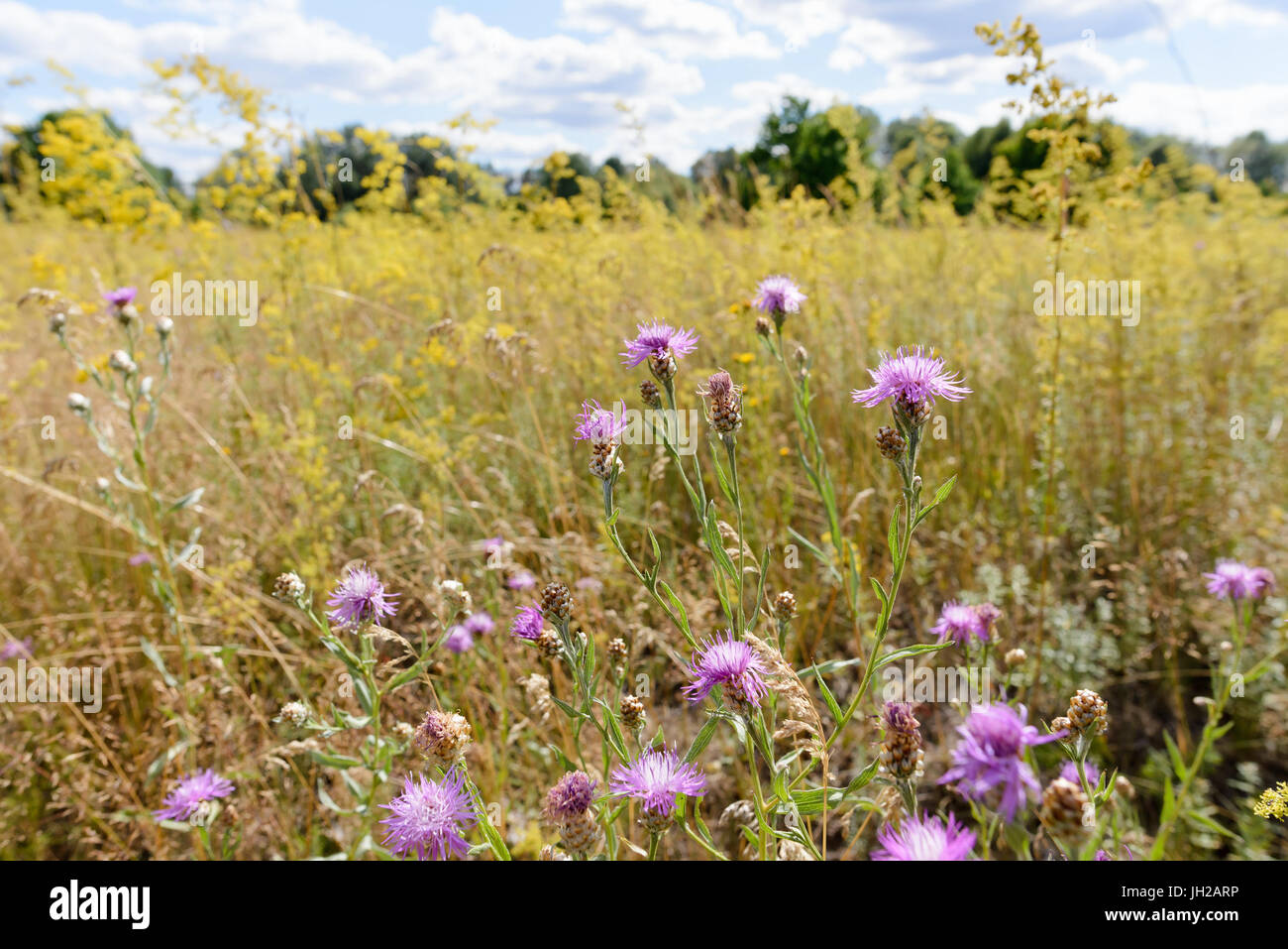 Centaurea Scabiosa flowers with buds,  also known as  greater knapweed, is growing in the meadow close to the Dnieper River in Kiev, Ukraine, under th Stock Photo