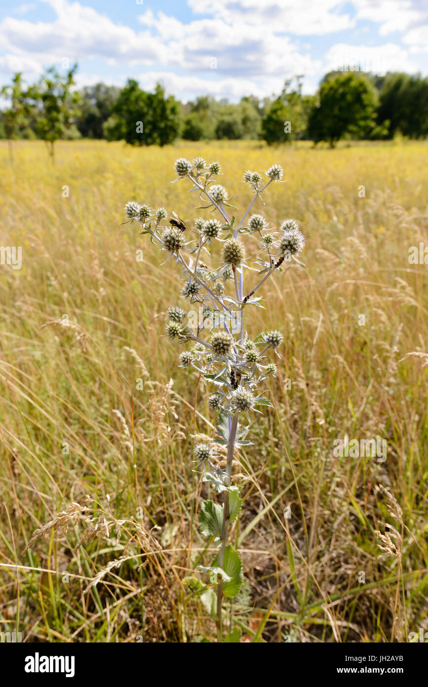 Eryngium campestre Flowers, also known as field eryngo, in a meadow