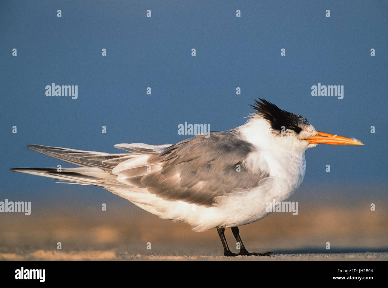 non-breeding, adult Lesser Crested Tern, (Thalasseus bengalensis),  Byron Bay, New South Wales, Australia Stock Photo