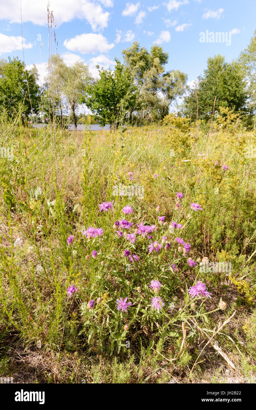 Centaurea Scabiosa flowers with buds,  also known as  greater knapweed, is growing in the meadow close to the Dnieper River in Kiev, Ukraine Stock Photo