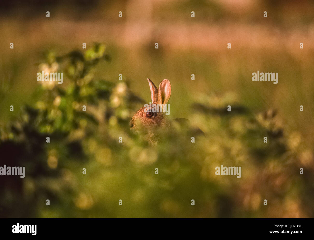 alert European Rabbit,(Oryctolagus cuniculus) or Coney, watches and listens for predators, Whitby, Yorshire, United Kingdom Stock Photo
