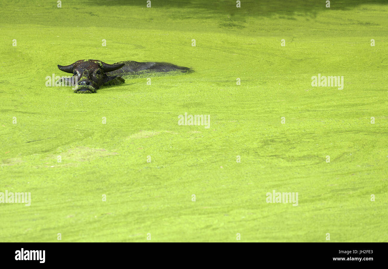 An Asian Water Buffalo bathing submerged in a bright green algae covered pond looking at the camera. Stock Photo