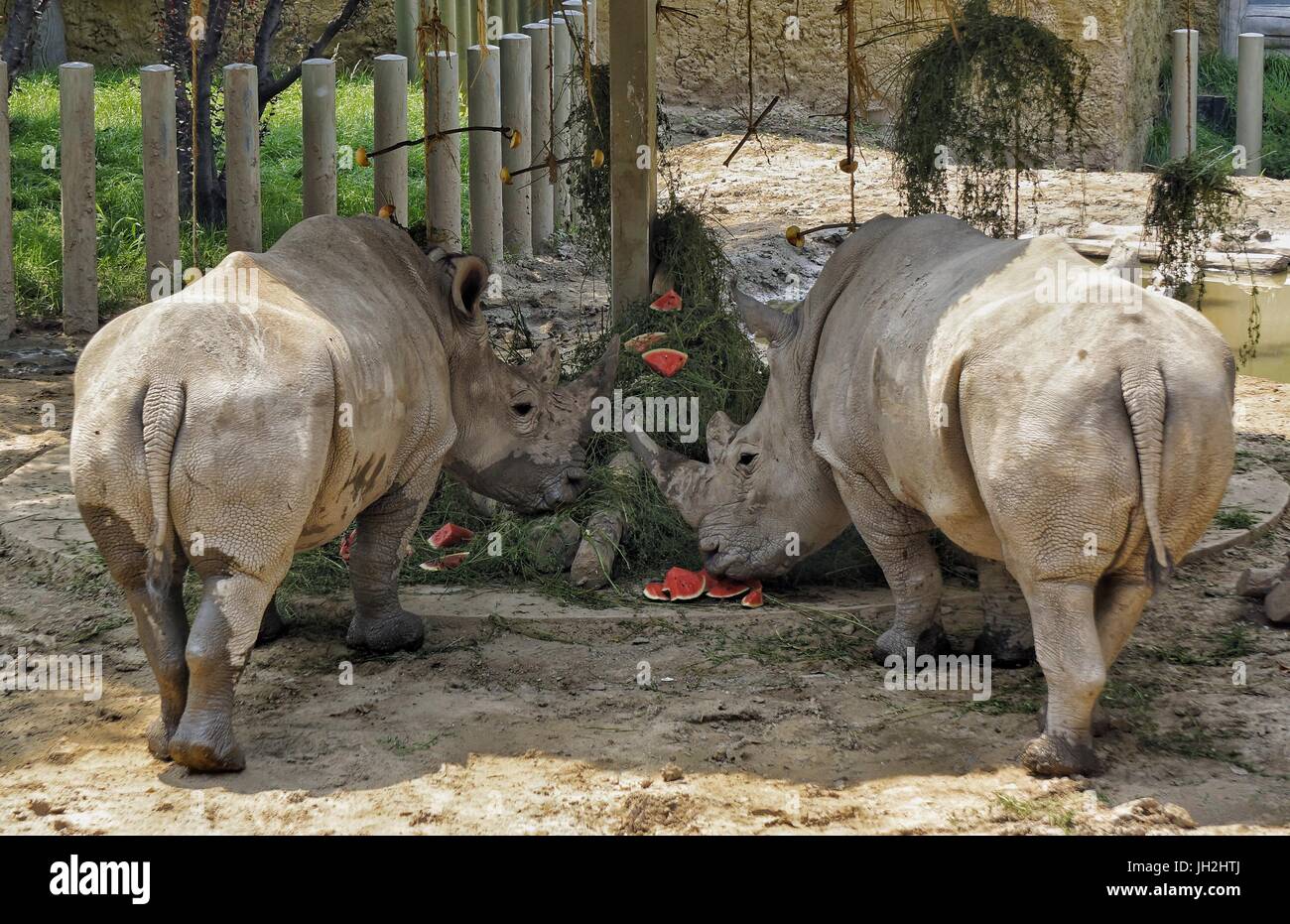 Beijing, China. 12th July, 2017. Rhinos eat watermelons in Beijing Zoo in  Beijing, capital of China, July 12, 2017. As hot weather continued in  Beijing, staff members in Beijing Zoo offered ice