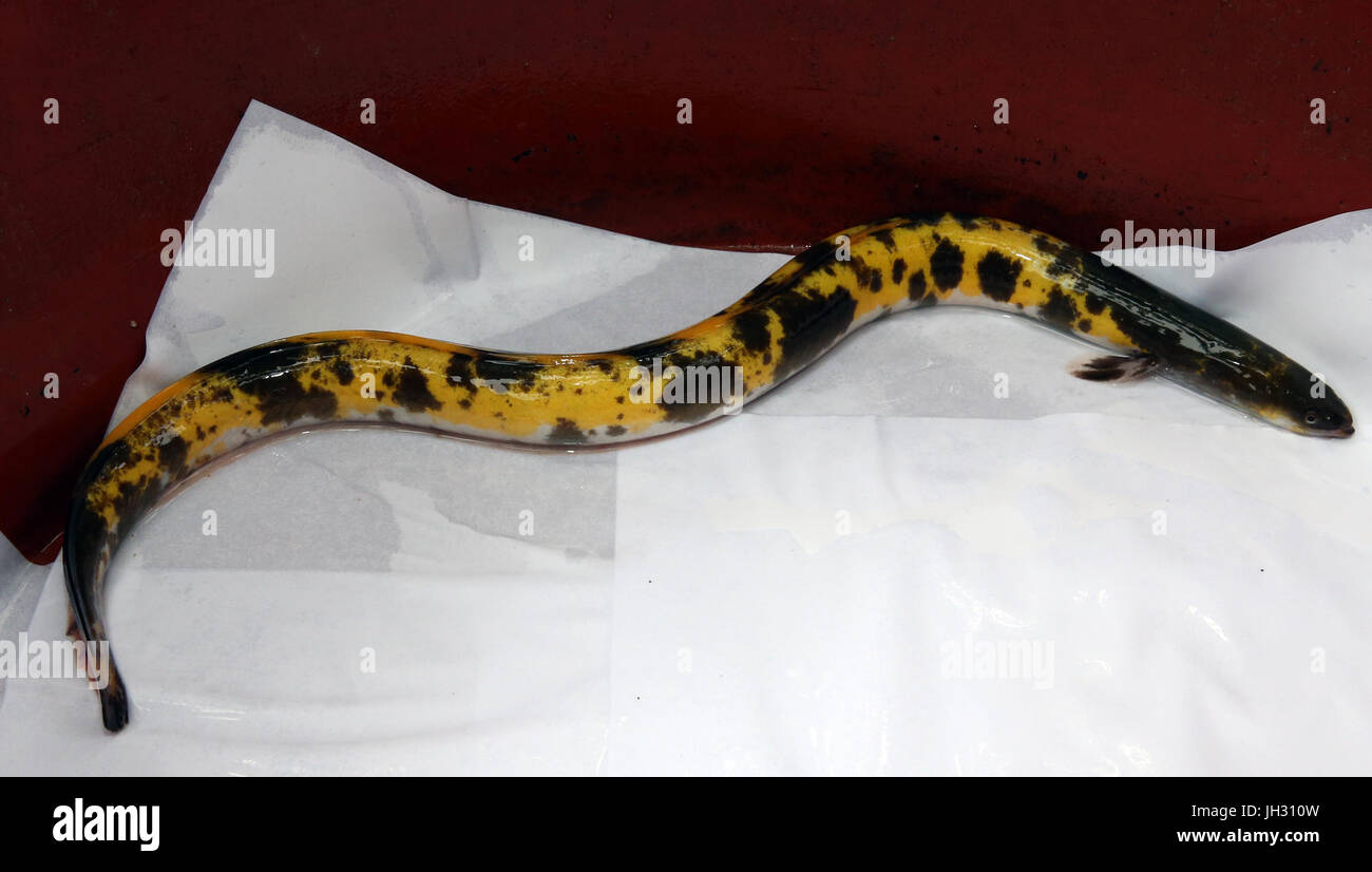 Golden eel caught in S. Korea This photo, released by the Cheongyang