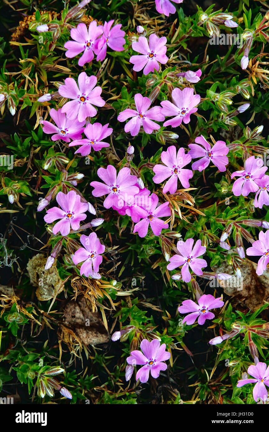 Blooming Flowers of Bright Pink Garden Phlox Stock Photo - Alamy