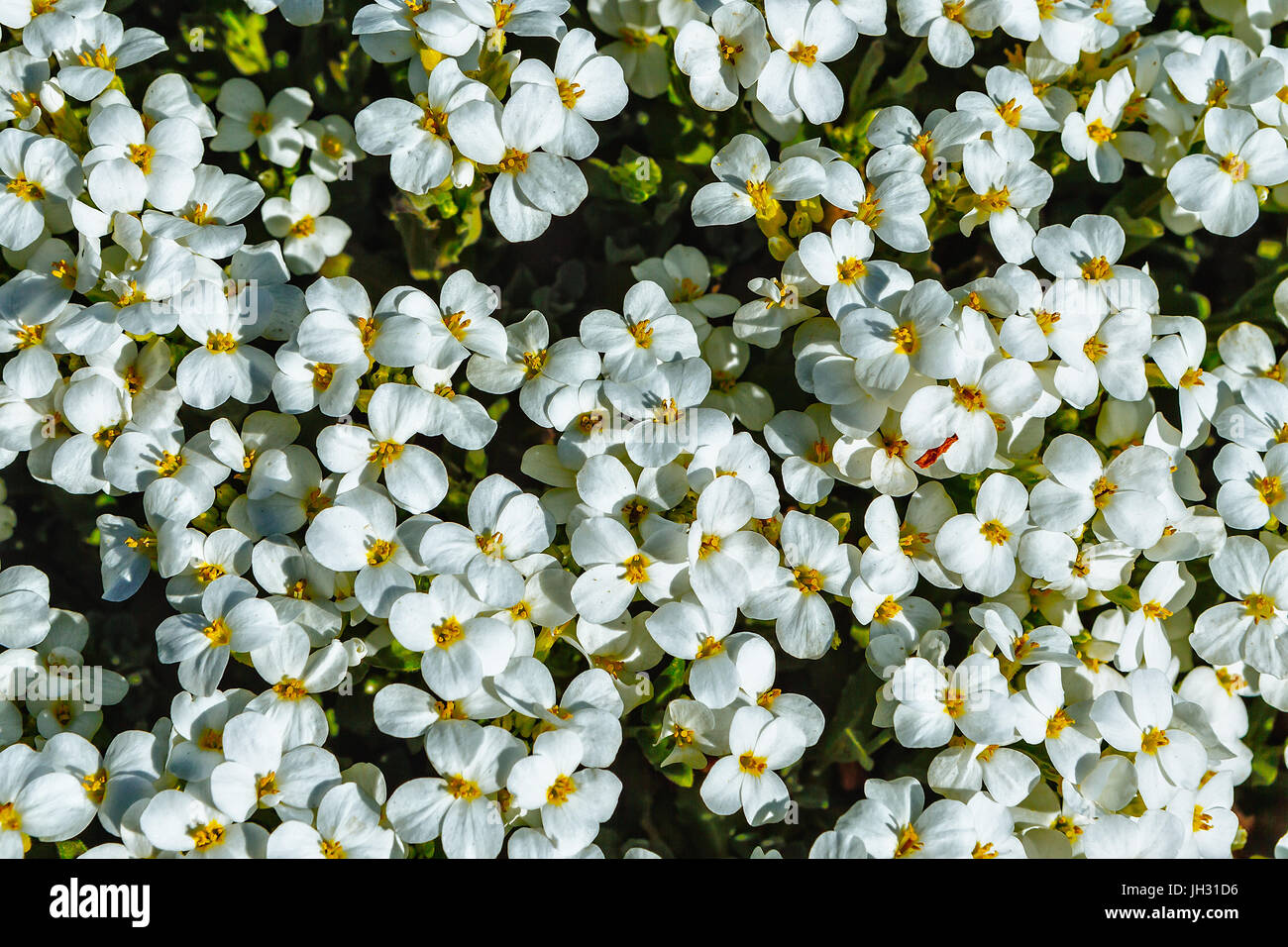 Blooming White Flowers Saxifrage Spring Stock Photo