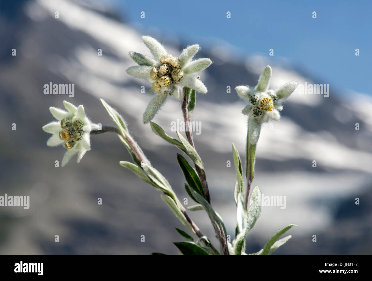 Edelweiss (Leontopodium alpinum Cass.), Aster family (Asteraceae), Val de Bagnes, Valais, Switzerland Stock Photo