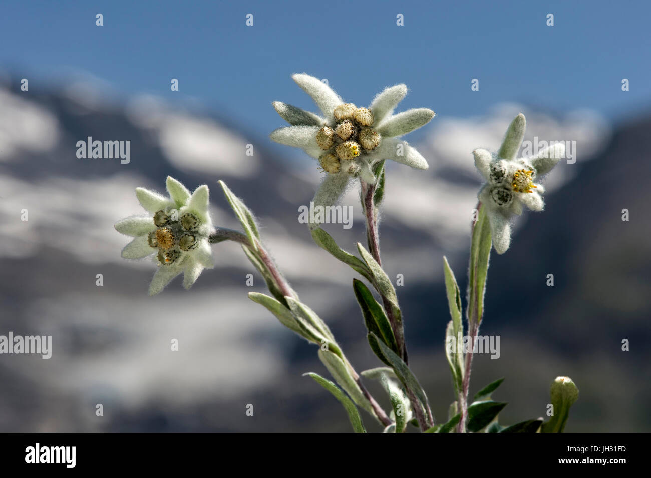 Edelweiss (Leontopodium alpinum Cass.), Aster family (Asteraceae), Val de Bagnes, Valais, Switzerland Stock Photo