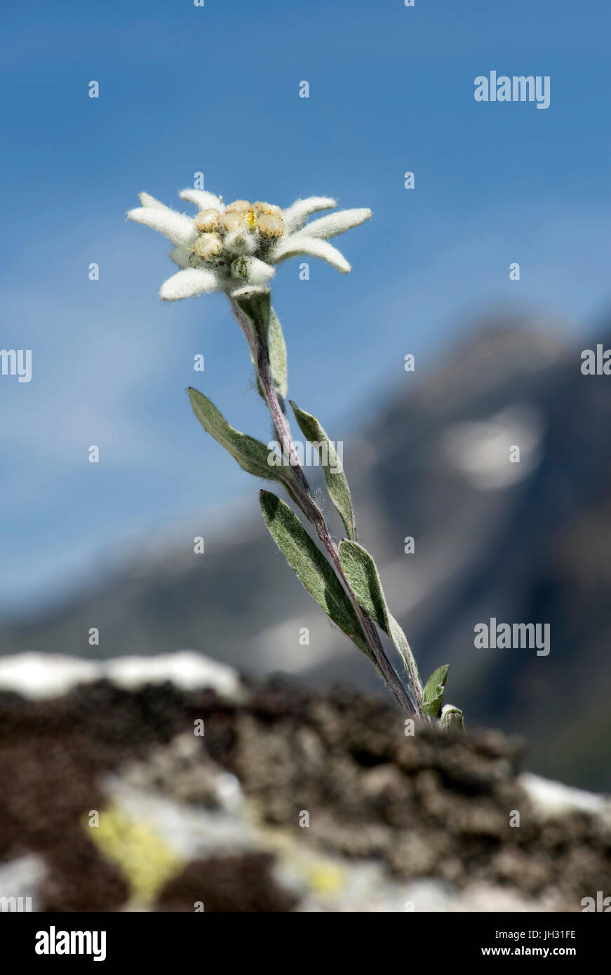 Edelweiss (Leontopodium alpinum Cass.), Aster family (Asteraceae), Val de Bagnes, Valais, Switzerland Stock Photo