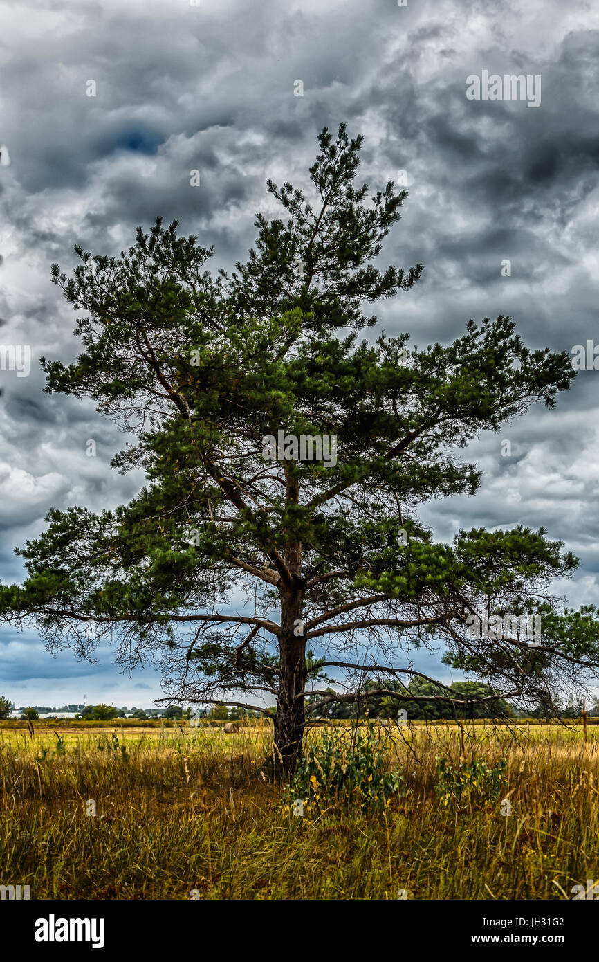 lonely pine tree in field on background of stormy sky Stock Photo - Alamy