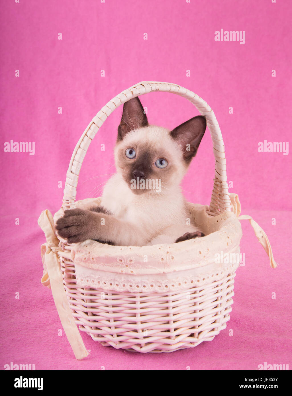 Absolutely adorable Siamese kitten in an off white basket, looking up, with a pink background Stock Photo