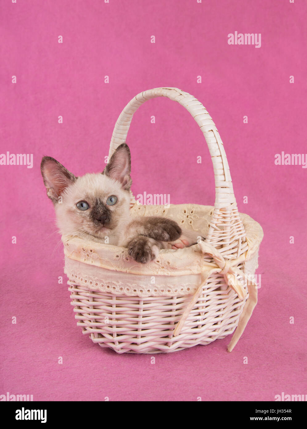 Precious tortie point Siamese kitten in an off white basket, looking up to the right of the viewer, against pink background Stock Photo