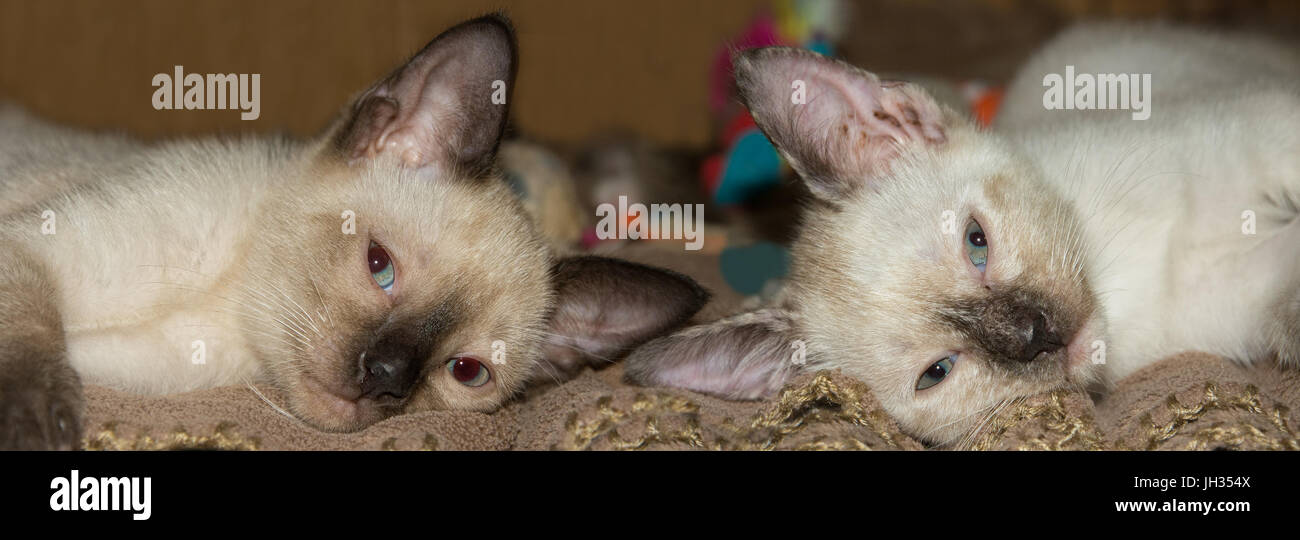 Two cute Siamese kittens resting on a blanket, looking at the viewer Stock Photo
