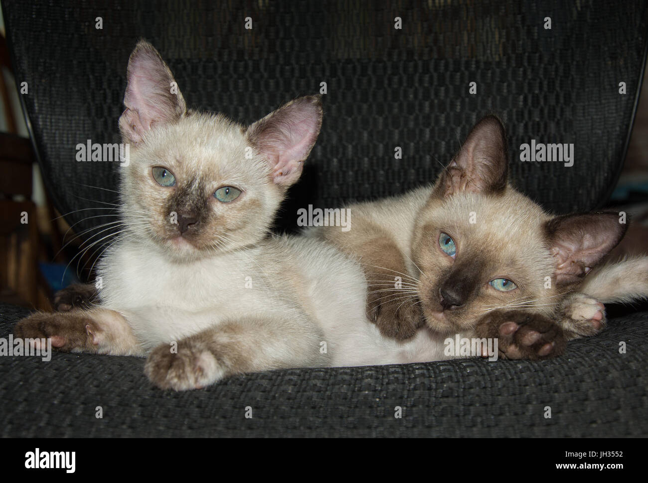 Two adorable Siamese kittens resting on a chair Stock Photo