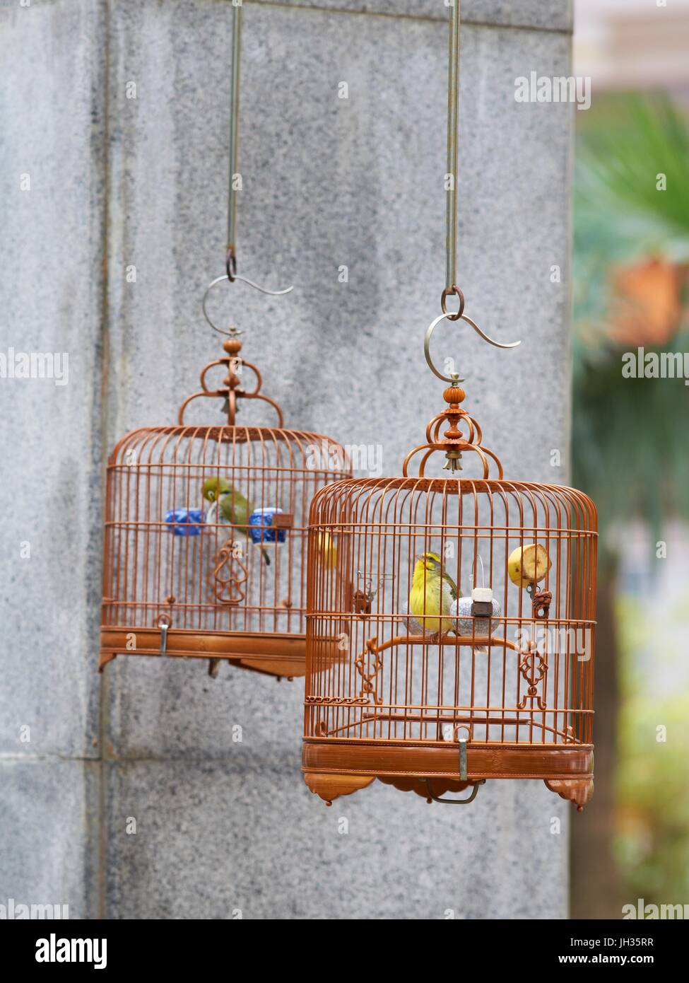 Caged song birds in the Yuen Po Street Bird Garden in Kowloon, Hong Kong,  China Stock Photo - Alamy