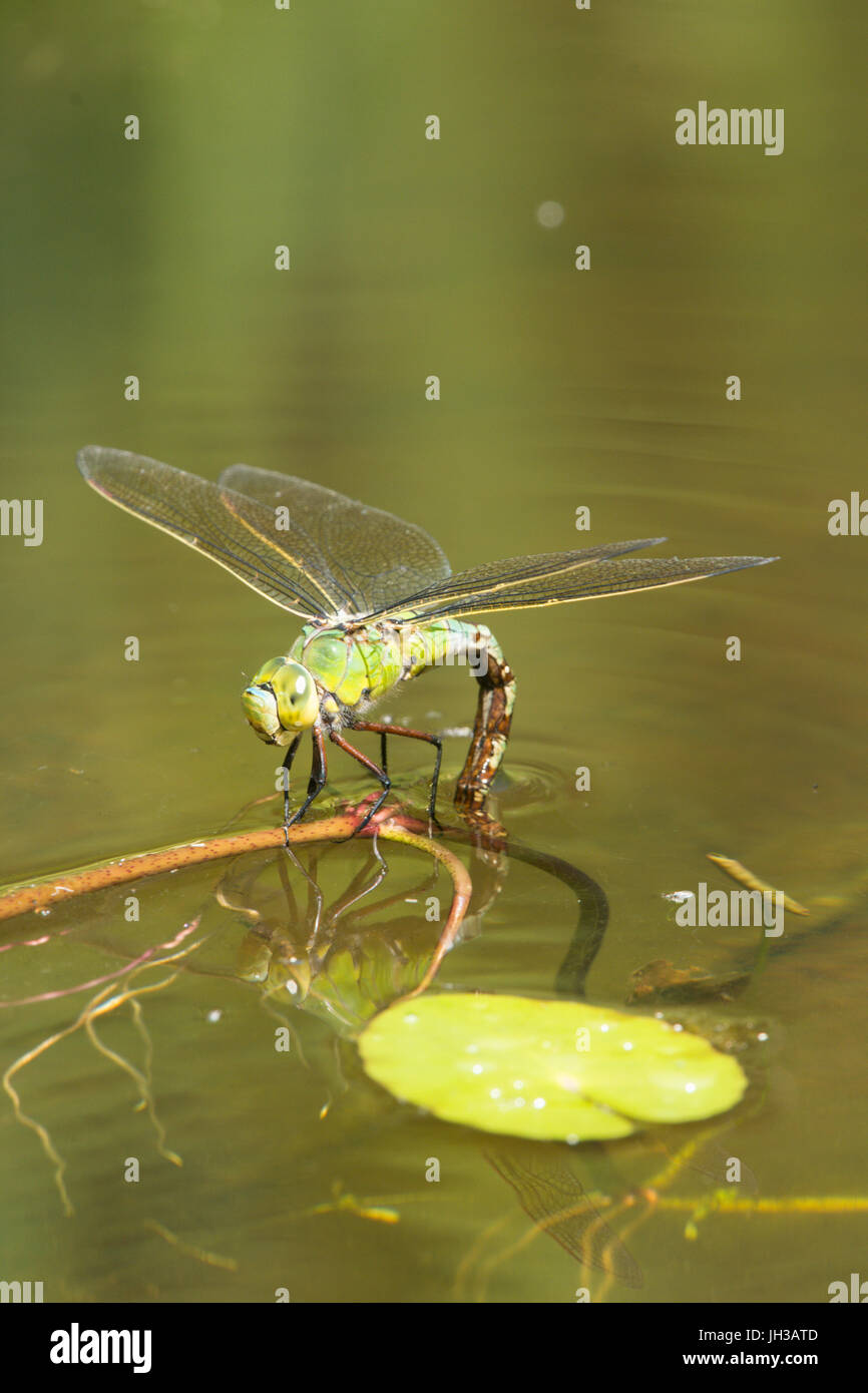 Emperor Dragonfly, Anax imperator. Female ovipositing, laying eggs. July. Sussex, UK.  In garden wildlife pond. Stock Photo