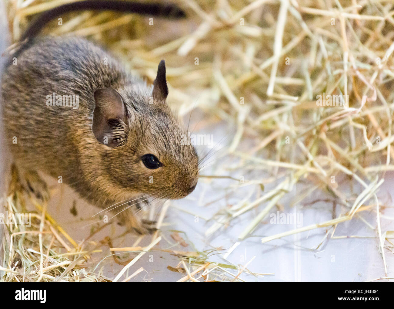 Young female baby Degu (Octodon degus) pet close up  Model Release: No.  Property Release: No. Stock Photo